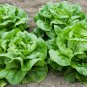 Butter Lettuce, Latuca Sativa Seed 5000 PCS, Lceberg Lettuce Naiyou Shengcai