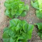 Butter Lettuce, Latuca Sativa Seed 5000 PCS, Lceberg Lettuce Naiyou Shengcai
