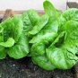 Butter Lettuce, Latuca Sativa Seed 5000 PCS, Lceberg Lettuce Naiyou Shengcai