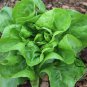 Butter Lettuce, Latuca Sativa Seed 5000 PCS, Lceberg Lettuce Naiyou Shengcai