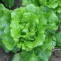 Butter Lettuce, Latuca Sativa Seed 5000 PCS, Lceberg Lettuce Naiyou Shengcai
