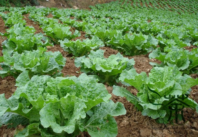 Brassica Rapa, Peking Cabbage Seed 5000 PCS, Napa Cabbage Da Bai Cai