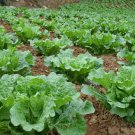 Brassica Rapa, Peking Cabbage Seed 5000 PCS, Napa Cabbage Da Bai Cai