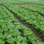 Brassica Rapa, Peking Cabbage Seed 5000 PCS, Napa Cabbage Da Bai Cai