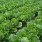 Brassica Rapa, Peking Cabbage Seed 5000 PCS, Napa Cabbage Da Bai Cai