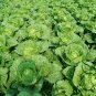 Brassica Rapa, Peking Cabbage Seed 5000 PCS, Napa Cabbage Da Bai Cai