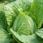 Brassica Rapa, Peking Cabbage Seed 5000 PCS, Napa Cabbage Da Bai Cai