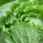 Brassica Rapa, Peking Cabbage Seed 5000 PCS, Napa Cabbage Da Bai Cai