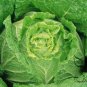 Brassica Rapa, Peking Cabbage Seed 5000 PCS, Napa Cabbage Da Bai Cai