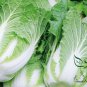 Brassica Rapa, Peking Cabbage Seed 5000 PCS, Napa Cabbage Da Bai Cai