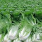 Brassica Rapa, Peking Cabbage Seed 5000 PCS, Napa Cabbage Da Bai Cai