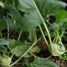 Brassica Oleracea, German Turnip Seed 2000 PCS, Kohlrabi Pie Lan