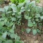 Brassica Oleracea, German Turnip Seed 2000 PCS, Kohlrabi Pie Lan