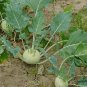Brassica Oleracea, German Turnip Seed 2000 PCS, Kohlrabi Pie Lan