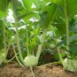 Brassica Oleracea, German Turnip Seed 2000 PCS, Kohlrabi Pie Lan