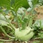 Brassica Oleracea, German Turnip Seed 2000 PCS, Kohlrabi Pie Lan