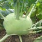 Brassica Oleracea, German Turnip Seed 2000 PCS, Kohlrabi Pie Lan