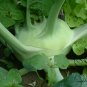 Brassica Oleracea, German Turnip Seed 2000 PCS, Kohlrabi Pie Lan