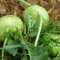 Brassica Oleracea, German Turnip Seed 2000 PCS, Kohlrabi Pie Lan