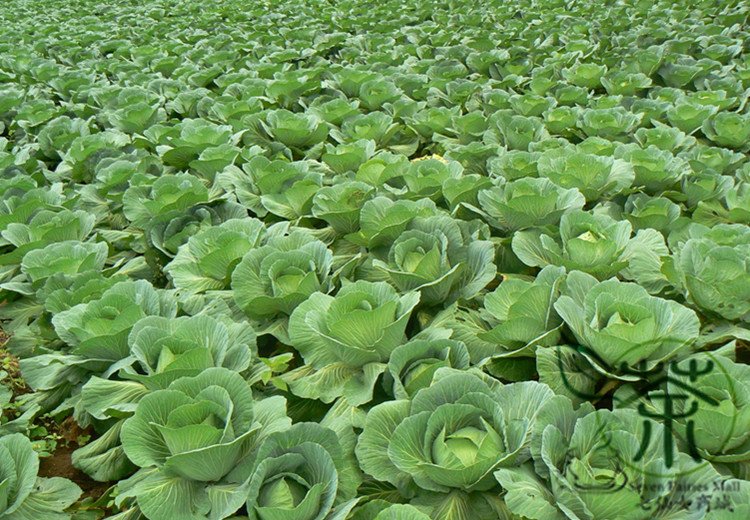 Brassica Oleracea, Common Cabbage Seed 2000 PCS, Jie Qiu Ganlan