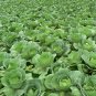 Brassica Oleracea, Common Cabbage Seed 2000 PCS, Jie Qiu Ganlan