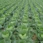 Brassica Oleracea, Common Cabbage Seed 2000 PCS, Jie Qiu Ganlan