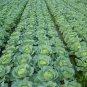 Brassica Oleracea, Common Cabbage Seed 2000 PCS, Jie Qiu Ganlan