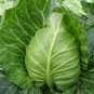 Brassica Oleracea, Common Cabbage Seed 2000 PCS, Jie Qiu Ganlan