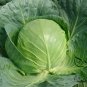Brassica Oleracea, Common Cabbage Seed 2000 PCS, Jie Qiu Ganlan