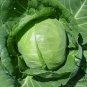 Brassica Oleracea, Common Cabbage Seed 2000 PCS, Jie Qiu Ganlan