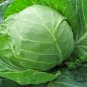Brassica Oleracea, Common Cabbage Seed 2000 PCS, Jie Qiu Ganlan