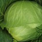 Brassica Oleracea, Common Cabbage Seed 2000 PCS, Jie Qiu Ganlan