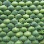 Brassica Oleracea, Common Cabbage Seed 2000 PCS, Jie Qiu Ganlan