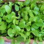Brassica Juncea, Curled-leaf Mustard Seed 5000 PCS, Curled Mustard Xuelihong