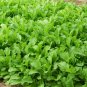 Brassica Juncea, Curled-leaf Mustard Seed 5000 PCS, Curled Mustard Xuelihong