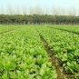 Brassica Juncea, Curled-leaf Mustard Seed 5000 PCS, Curled Mustard Xuelihong