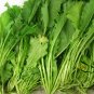 Brassica Juncea, Curled-leaf Mustard Seed 5000 PCS, Curled Mustard Xuelihong