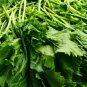 Brassica Juncea, Curled-leaf Mustard Seed 5000 PCS, Curled Mustard Xuelihong