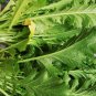 Brassica Juncea, Curled-leaf Mustard Seed 5000 PCS, Curled Mustard Xuelihong