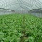 Brassica Chinensis, Bok Choi Pak Choi Seed 5000 PCS, Pok Choi Shanghai Qing