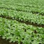Brassica Chinensis, Bok Choi Pak Choi Seed 5000 PCS, Pok Choi Shanghai Qing
