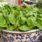 Brassica Chinensis, Bok Choi Pak Choi Seed 5000 PCS, Pok Choi Shanghai Qing