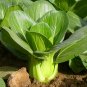 Brassica Chinensis, Bok Choi Pak Choi Seed 5000 PCS, Pok Choi Shanghai Qing