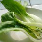 Brassica Chinensis, Bok Choi Pak Choi Seed 5000 PCS, Pok Choi Shanghai Qing