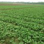 Brassica Campestris, Brassica Rapa Seed 5000 PCS, Choy Sum Cai Xin
