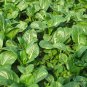 Brassica Campestris, Brassica Rapa Seed 5000 PCS, Choy Sum Cai Xin