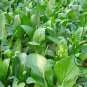 Brassica Campestris, Brassica Rapa Seed 5000 PCS, Choy Sum Cai Xin