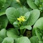 Brassica Campestris, Brassica Rapa Seed 5000 PCS, Choy Sum Cai Xin