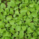 Brassica Campestris, Bok Choy White Cabbage Seed 5000 PCS, Pak Choi Xiao Baicai