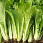 Brassica Campestris, Bok Choy White Cabbage Seed 5000 PCS, Pak Choi Xiao Baicai